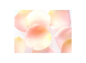 petal.jpg