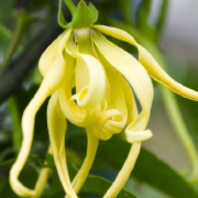 ylangylang-s.png