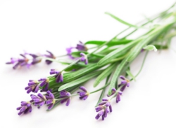 lavender01.jpg
