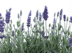 lavender02.jpg